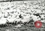 Immagine di Afta epizootica United States USA, 1925, secondo 52 filmato di repertorio 65675022112