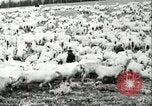 Immagine di Afta epizootica United States USA, 1925, secondo 53 filmato di repertorio 65675022112