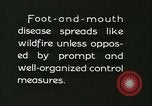 Immagine di Afta epizootica United States USA, 1925, secondo 60 filmato di repertorio 65675022112