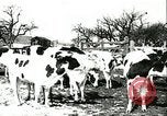 Image of foot and mouth disease United States USA, 1925, second 21 stock footage video 65675022113