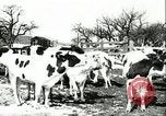 Image of foot and mouth disease United States USA, 1925, second 22 stock footage video 65675022113