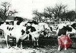 Image of foot and mouth disease United States USA, 1925, second 23 stock footage video 65675022113