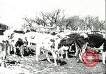 Image of foot and mouth disease United States USA, 1925, second 31 stock footage video 65675022113