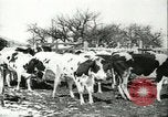 Image of foot and mouth disease United States USA, 1925, second 32 stock footage video 65675022113