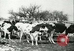 Image of foot and mouth disease United States USA, 1925, second 33 stock footage video 65675022113