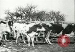 Image of foot and mouth disease United States USA, 1925, second 34 stock footage video 65675022113