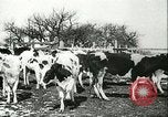 Image of foot and mouth disease United States USA, 1925, second 36 stock footage video 65675022113