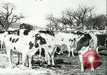 Image of foot and mouth disease United States USA, 1925, second 37 stock footage video 65675022113