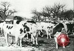 Image of foot and mouth disease United States USA, 1925, second 38 stock footage video 65675022113