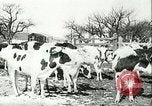 Image of foot and mouth disease United States USA, 1925, second 40 stock footage video 65675022113