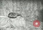 Image of foot and mouth disease United States USA, 1925, second 55 stock footage video 65675022113
