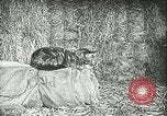 Image of foot and mouth disease United States USA, 1925, second 58 stock footage video 65675022113