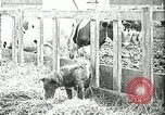 Image of foot and mouth disease United States USA, 1925, second 61 stock footage video 65675022113