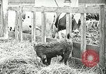 Image of foot and mouth disease United States USA, 1925, second 62 stock footage video 65675022113