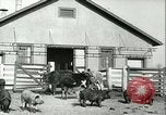 Image la fièvre aphteuse United States USA, 1925, de la seconde 17 séquences d'archives historiques vidéo 65675022114