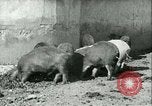 Image la fièvre aphteuse United States USA, 1925, de la seconde 23 séquences d'archives historiques vidéo 65675022114