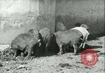 Image la fièvre aphteuse United States USA, 1925, de la seconde 24 séquences d'archives historiques vidéo 65675022114