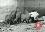 Image la fièvre aphteuse United States USA, 1925, de la seconde 25 séquences d'archives historiques vidéo 65675022114