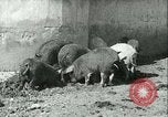 Image la fièvre aphteuse United States USA, 1925, de la seconde 26 séquences d'archives historiques vidéo 65675022114