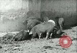 Image la fièvre aphteuse United States USA, 1925, de la seconde 27 séquences d'archives historiques vidéo 65675022114