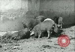 Image la fièvre aphteuse United States USA, 1925, de la seconde 28 séquences d'archives historiques vidéo 65675022114
