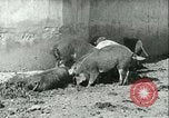 Image la fièvre aphteuse United States USA, 1925, de la seconde 29 séquences d'archives historiques vidéo 65675022114