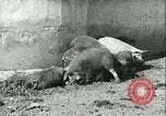 Image la fièvre aphteuse United States USA, 1925, de la seconde 30 séquences d'archives historiques vidéo 65675022114