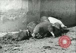 Image la fièvre aphteuse United States USA, 1925, de la seconde 31 séquences d'archives historiques vidéo 65675022114