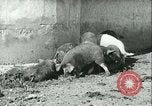 Image la fièvre aphteuse United States USA, 1925, de la seconde 32 séquences d'archives historiques vidéo 65675022114