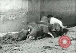 Image la fièvre aphteuse United States USA, 1925, de la seconde 33 séquences d'archives historiques vidéo 65675022114