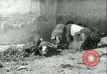 Image la fièvre aphteuse United States USA, 1925, de la seconde 36 séquences d'archives historiques vidéo 65675022114