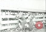 Image la fièvre aphteuse California United States USA, 1925, de la seconde 28 séquences d'archives historiques vidéo 65675022115