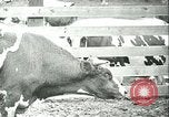 Image la fièvre aphteuse California United States USA, 1925, de la seconde 29 séquences d'archives historiques vidéo 65675022115