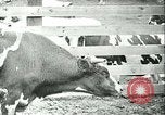 Image la fièvre aphteuse California United States USA, 1925, de la seconde 30 séquences d'archives historiques vidéo 65675022115