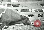 Image la fièvre aphteuse California United States USA, 1925, de la seconde 31 séquences d'archives historiques vidéo 65675022115
