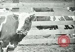 Image la fièvre aphteuse California United States USA, 1925, de la seconde 35 séquences d'archives historiques vidéo 65675022115