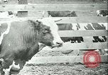 Image la fièvre aphteuse California United States USA, 1925, de la seconde 36 séquences d'archives historiques vidéo 65675022115