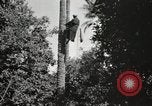 Standbild Datum Ernte Bacuba Beled Ruz Bagdad Irak, 1929, aus Sekunde 40 historischem Filmmaterial Videoclip 65675022176