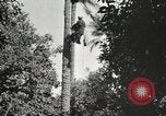 Standbild Datum Ernte Bacuba Beled Ruz Bagdad Irak, 1929, aus Sekunde 44 historischem Filmmaterial Videoclip 65675022176