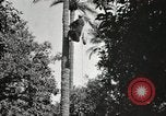 Standbild Datum Ernte Bacuba Beled Ruz Bagdad Irak, 1929, aus Sekunde 47 historischem Filmmaterial Videoclip 65675022176