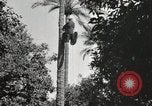 Standbild Datum Ernte Bacuba Beled Ruz Bagdad Irak, 1929, aus Sekunde 48 historischem Filmmaterial Videoclip 65675022176