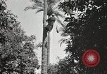 Standbild Datum Ernte Bacuba Beled Ruz Bagdad Irak, 1929, aus Sekunde 50 historischem Filmmaterial Videoclip 65675022176
