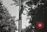 Standbild Datum Ernte Bacuba Beled Ruz Bagdad Irak, 1929, aus Sekunde 51 historischem Filmmaterial Videoclip 65675022176