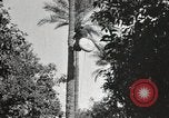 Standbild Datum Ernte Bacuba Beled Ruz Bagdad Irak, 1929, aus Sekunde 52 historischem Filmmaterial Videoclip 65675022176