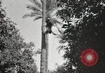 Standbild Datum Ernte Bacuba Beled Ruz Bagdad Irak, 1929, aus Sekunde 53 historischem Filmmaterial Videoclip 65675022176