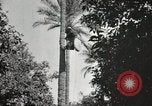 Standbild Datum Ernte Bacuba Beled Ruz Bagdad Irak, 1929, aus Sekunde 54 historischem Filmmaterial Videoclip 65675022176