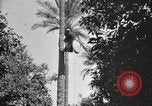 Standbild Datum Ernte Bacuba Beled Ruz Bagdad Irak, 1929, aus Sekunde 55 historischem Filmmaterial Videoclip 65675022176