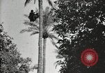 Standbild Datum Ernte Bacuba Beled Ruz Bagdad Irak, 1929, aus Sekunde 56 historischem Filmmaterial Videoclip 65675022176