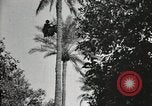 Standbild Datum Ernte Bacuba Beled Ruz Bagdad Irak, 1929, aus Sekunde 57 historischem Filmmaterial Videoclip 65675022176