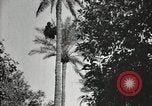 Standbild Datum Ernte Bacuba Beled Ruz Bagdad Irak, 1929, aus Sekunde 58 historischem Filmmaterial Videoclip 65675022176
